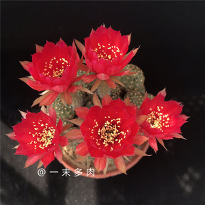 一末多肉 黄仙玉 仙人掌科仙人球属 易开花开群花 防辐射多肉