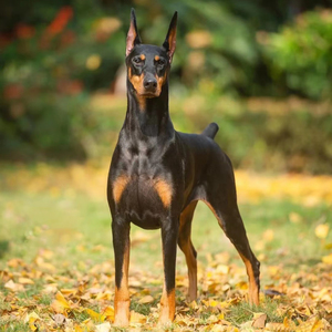 杜宾犬幼犬赛级犬