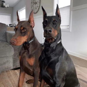 纯种杜宾犬幼犬活物宠物狗德系赛级双血统立耳杜宾护卫大型犬活体