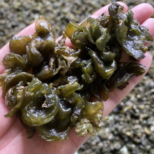 新鲜地皮菜雷公菌500g下饭菜野菜非免洗雷公野生蔬菜地达菜地软