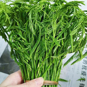 云南臭菜泰国吃播新鲜现摘蔬菜羽叶金合欢野菜帕哈煮鸡蛋非德宏