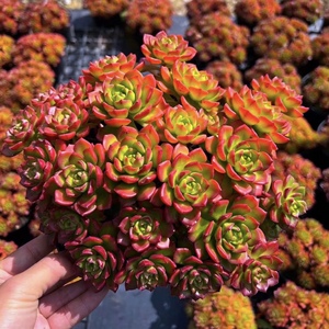 多肉植物火焰蒂亚老桩多头群生好养容易爆芽阳台精品花卉盆栽包邮