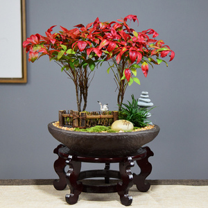 火焰南天竹盆栽庭院阳台盆景室内植物四季观叶红叶绿植净化空气