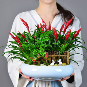 小辣椒招财手盆栽植物鸿运当头盆景室内客厅阳台四季常青好养绿植