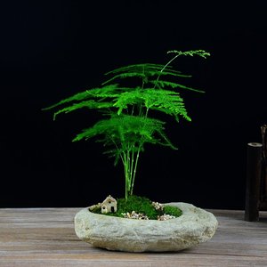 文竹盆栽花卉室内办公桌绿植客厅去甲醛植物办公室电脑防辐射盆景
