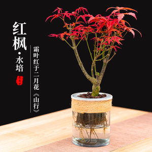 水培红枫树苗盆景绿植物水养老桩中国红舞姬日本盆栽办公室内桌面