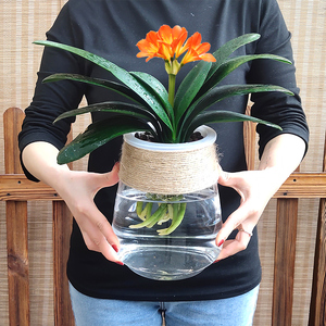 水培植物开花君子兰花卉盆栽带花盆景小型绿植室内水养办公室桌面