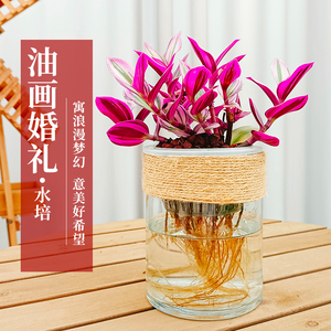 水培油画婚礼吊兰小盆栽绿植物花卉室内桌面紫露兰七夕礼物送女友