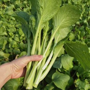 湖南时令蔬菜白菜苔 青菜苔新鲜蔬菜包邮