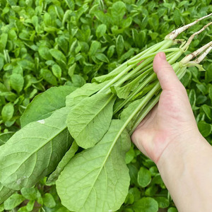 萝卜菜叶子新鲜