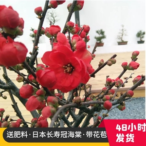日本长寿冠海棠花盆景梦绘卷重瓣大花老桩室内带花苞阳台四季盆栽