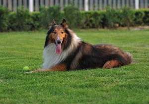 纯种苏格兰牧羊犬幼犬大型犬家庭喜乐蒂宠物狗苏牧英国牧羊犬活体