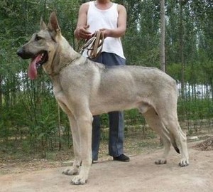 狼青犬幼犬纯种幼崽大型看家护卫犬青狼犬中华狼青犬军犬警犬巨型