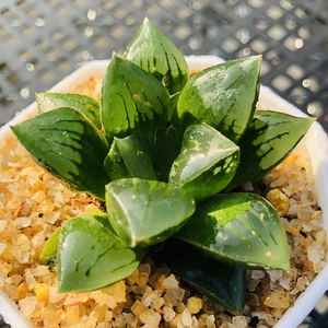 西瓜寿杂7cm盆单头 多肉植物 玉露杂交 开窗大叶片油量 晶莹剔透