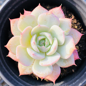 雪域9cm盆老桩单头 多肉植物 经典老品种杂交基因优选 仙仙果冻体