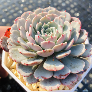 纸风车7cm盆老桩单头 多肉植物 经典品种 叶层紧凑 带老粗桩