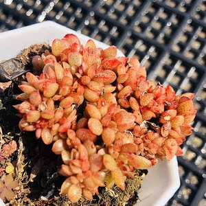 果冻糖果缀化7cm盆 多肉植物 经典老品种 果冻色缀化群生