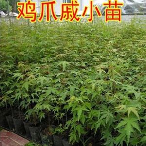 鸡爪槭青枫红枫树庭院绿化苗木原生叶小四季景观苗五角枫盆栽地栽