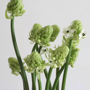 天鹅绒伯利恒之星鲜花鲜切花室内水养插花新娘手捧花高端花材家用