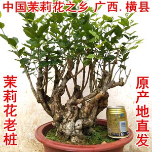 横县双瓣重瓣茉莉花老桩老根茉莉花苗盆景茉莉花盆栽四季花卉植物