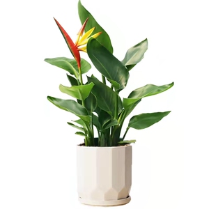 天堂鸟鹤望兰小盆栽观叶客厅庭院吸甲醛阳台容易绿植净化空气