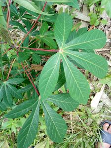 新鲜野生木薯叶 南洋薯叶 木番薯叶 树薯叶 500克包邮 现釆现发