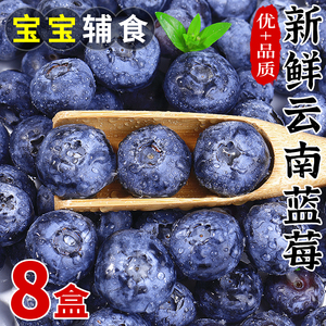 云南蓝莓8盒新鲜当季孕妇水果蓝梅鲜果整箱高山怡颗甜莓大颗包邮