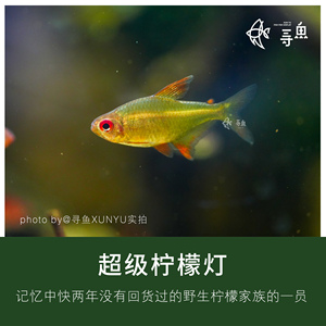 【寻鱼XUNYU】超级柠檬灯/红翅柠檬灯鱼集邮灯鱼热带观赏鱼草缸鱼