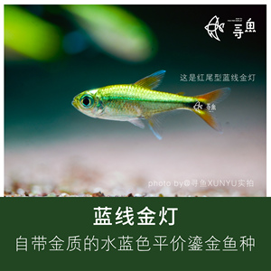 【寻鱼XUNYU】蓝线金灯小型入门白金集邮灯鱼品种热带观赏鱼草缸