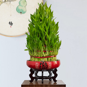 富贵竹塔节节高大型水培植物办公室客厅水养花卉招财绿植开业盆栽