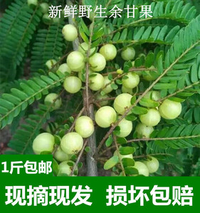 新鲜采摘油甘果余甘果牛甘果