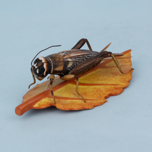 回流美物明治时期日本手工雕刻蟋蟀置物摆件