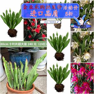 打渔种菜种子店淘宝令箭荷花盆栽花卉室内绿植仙人掌多肉植物扦插苗