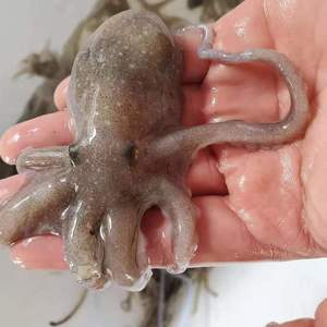 三门小网海鲜特产望潮鲜活海鱼八爪鱼网潮小章鱼   单价一只