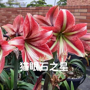 缘分花圃现货【猫眼石之星】以色列进口洋朱顶红种球 opal star
