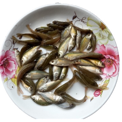 高端鲤鱼淡苗裸斑鱼苗裸鱼苗三道鳞鱼苗鱼水鲤鲤鱼苗养y殖镜鲤奢