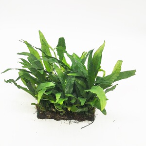 水草活体迷你铁皇冠细叶鹿角鱼缸水族造景装饰观赏懒人植物阴性草