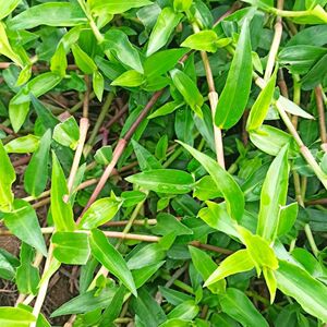 新鲜野生鸭拓草 鸭跖草竹节菜 竹叶菜碧竹子淡竹叶现采