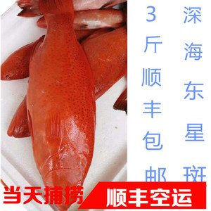 海捕野生红东星斑海鲜新鲜深海鱼石斑鱼红东星斑新鲜鱼类瓜子斑
