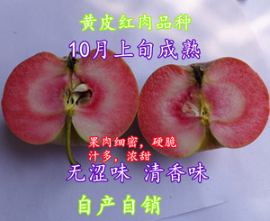 黄皮红肉苹果新品种清香味歌业一号苹果树苗 存5个月不坏 果458克