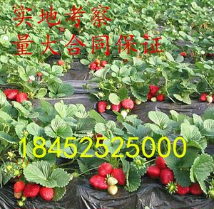 天仙醉草莓苗醉侠草莓 四季结果草莓苗种苗种植草莓秧 脱毒草莓苗