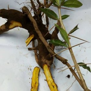 正宗云南野生中药材三颗针鸡脚刺 刺黄连 刺黄柏 铜针刺 500g包邮