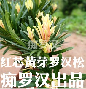 (痴罗汉 黄芽海岛罗汉松 新品盆景盆栽庭院美观名贵树苗