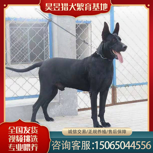 中华墨界黑狼犬幼犬活体幼崽大型巨型狗狗看家护院大狼狗军犬警犬