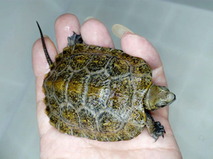 日本石龟杂草龟杂乌龟苗活体宠物招财家养小乌龟中华草龟日石头苗