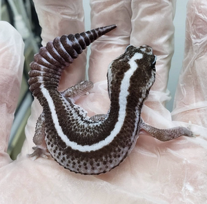 肥尾守宫活体爬宠奶牛焦糖祖鲁奥利奥幽灵无纹直线非直线公母均有