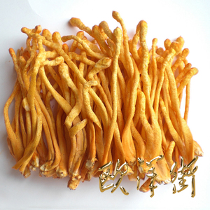 新鲜虫草花1斤蛹虫草北虫草子实体滋补养生食用菌新鲜蔬菜