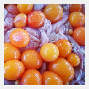 00狂傲后的犹豫淘宝5斤新鲜冷冻生鸡蛋黄卵宠物狗狗风干蛋黄粉碎