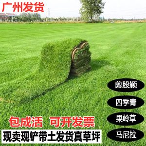 广州绿化草皮工程真草坪带泥土四季常青台湾草马尼拉庭院花园别墅