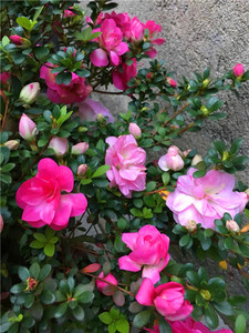 杜鹃花盆栽日本